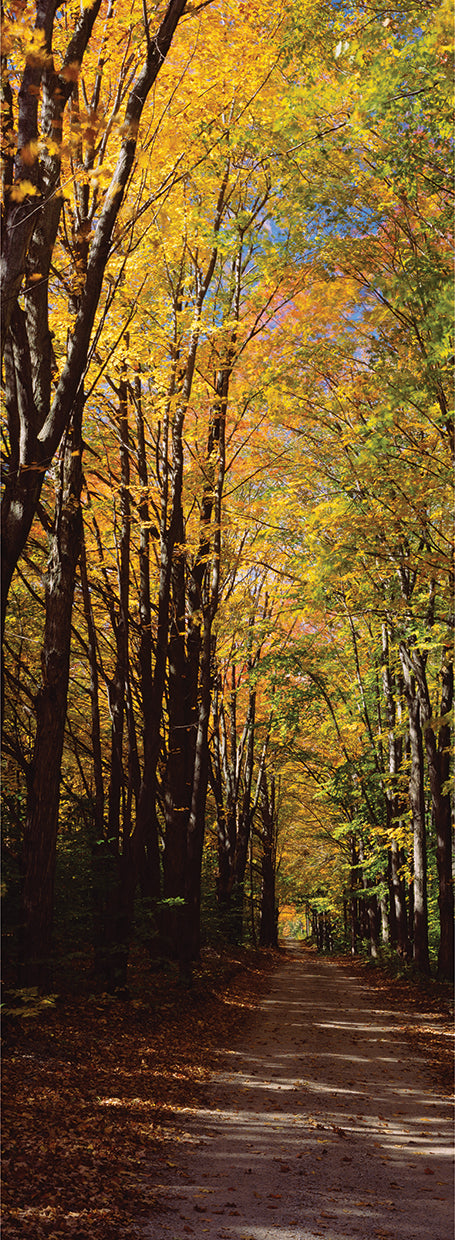 Dirt Road in the Forest