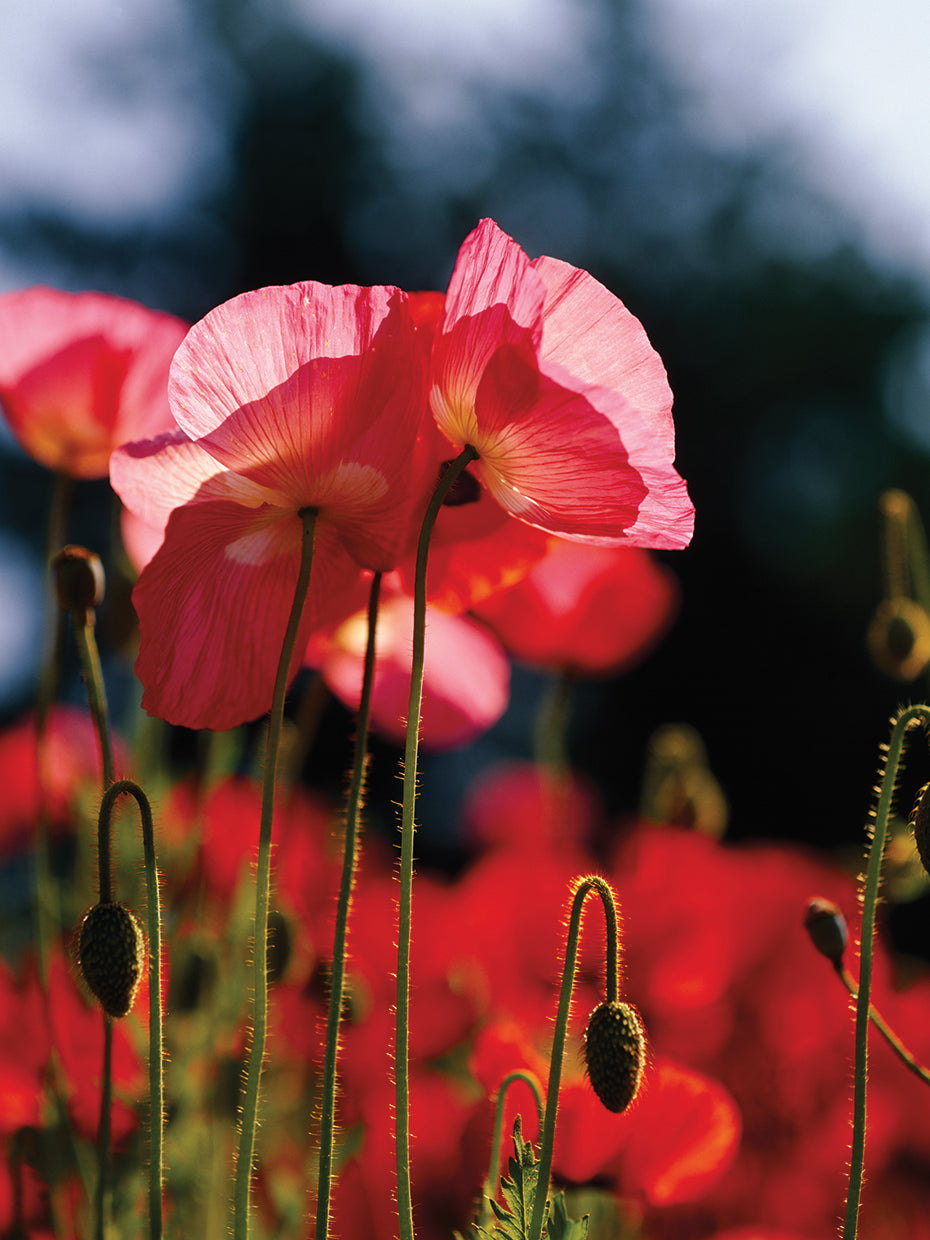 Amapolas de Islandia Lienzo