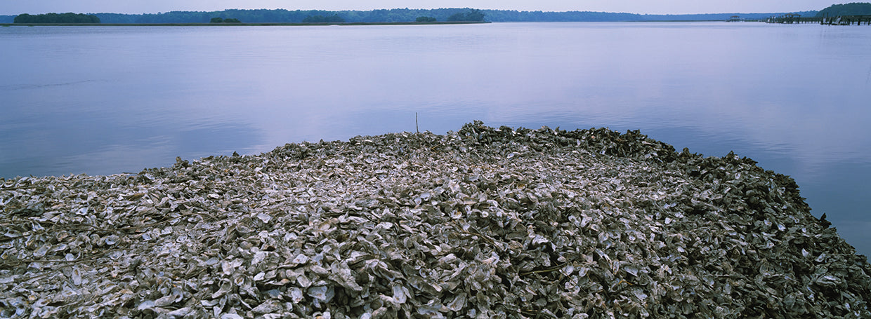 Oyster Shells, South Carolina