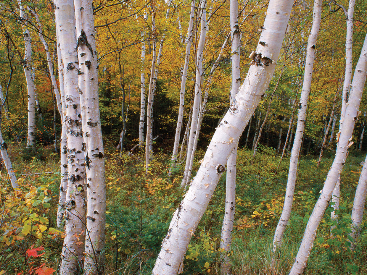 White Birch Grove