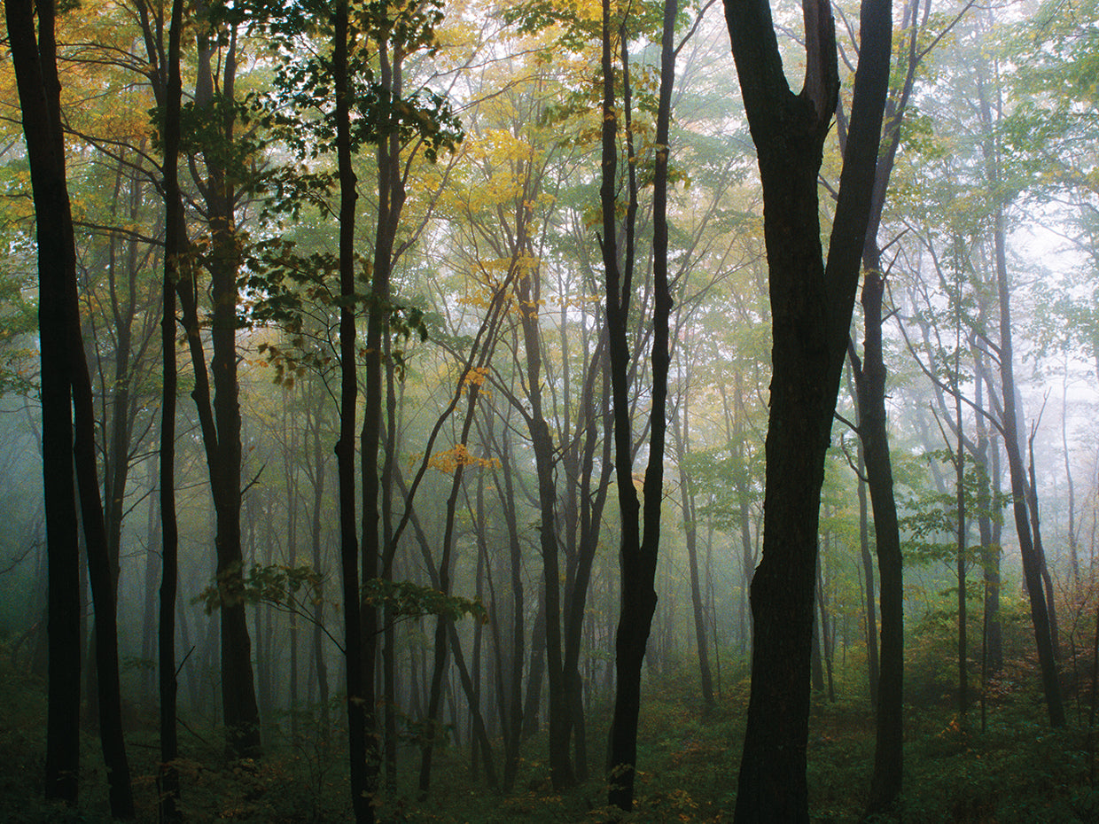 Misty Forest In Autumn