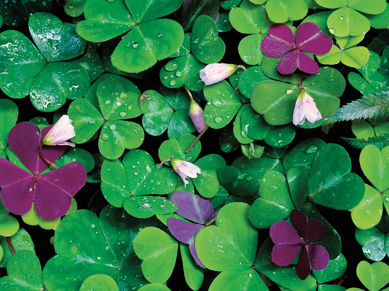 Wood Sorrel Plants