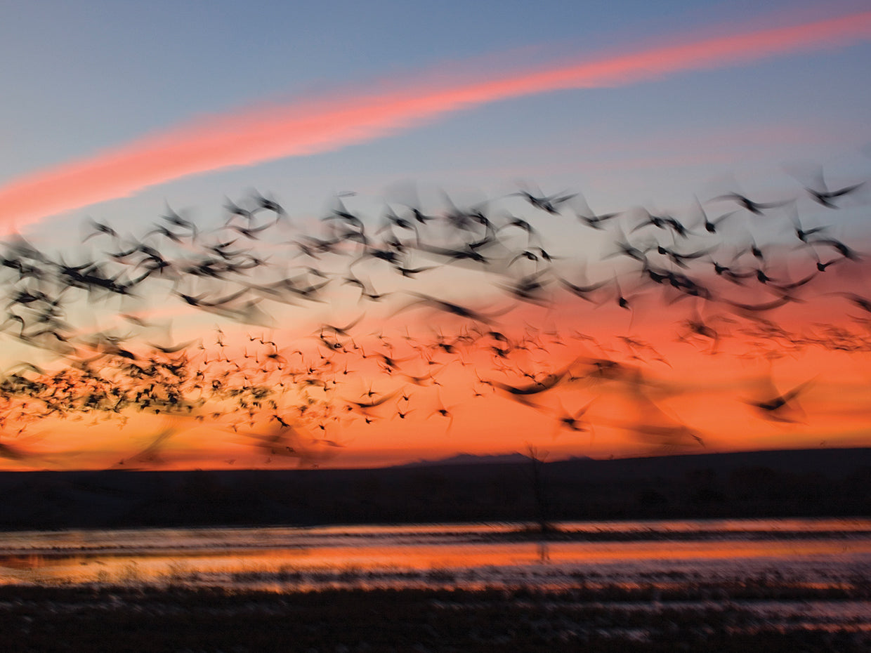 Silhouetted Snow Geese