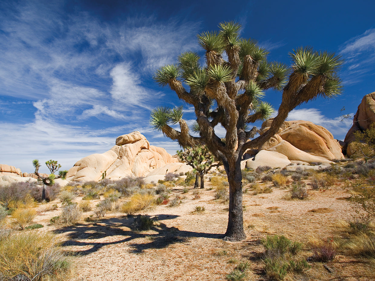 Joshua Tree con sombra Lienzo