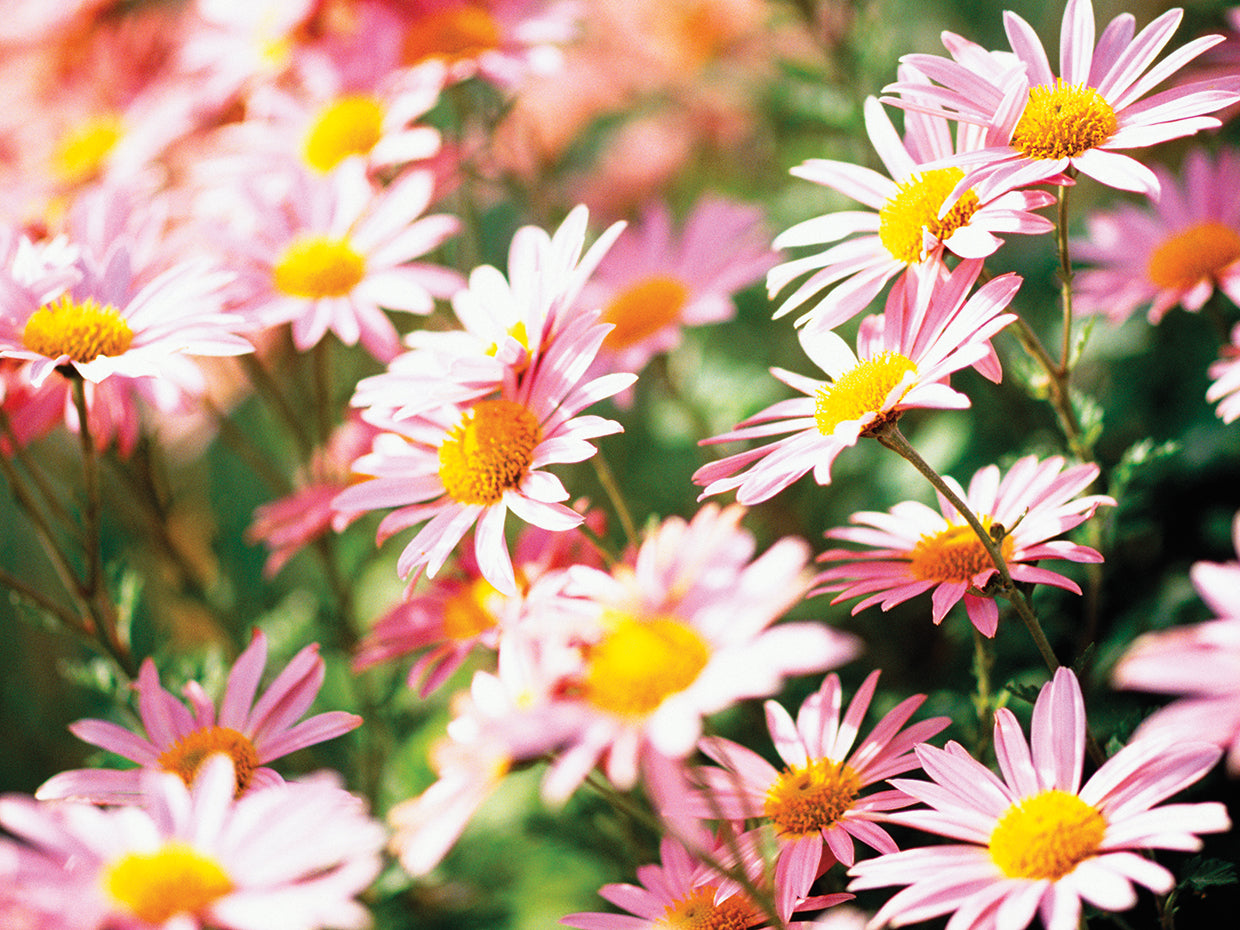 Wildflowers Blooming in the Field