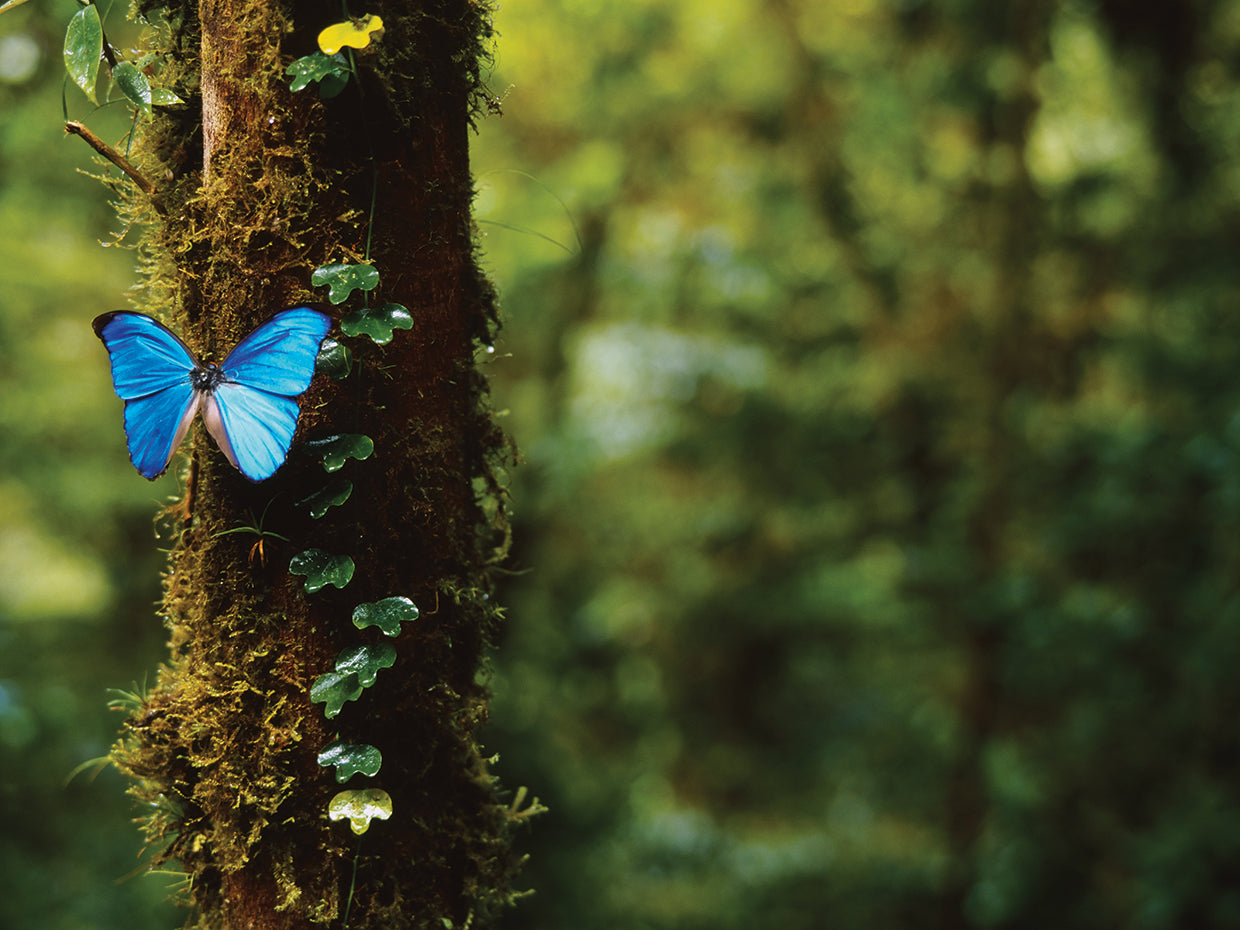 Blue Morpho Butterfly