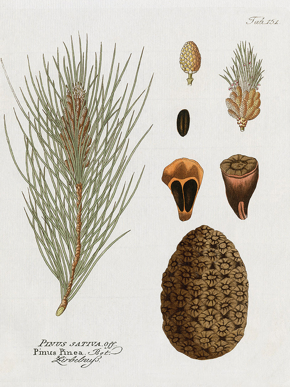 Botanical Pine