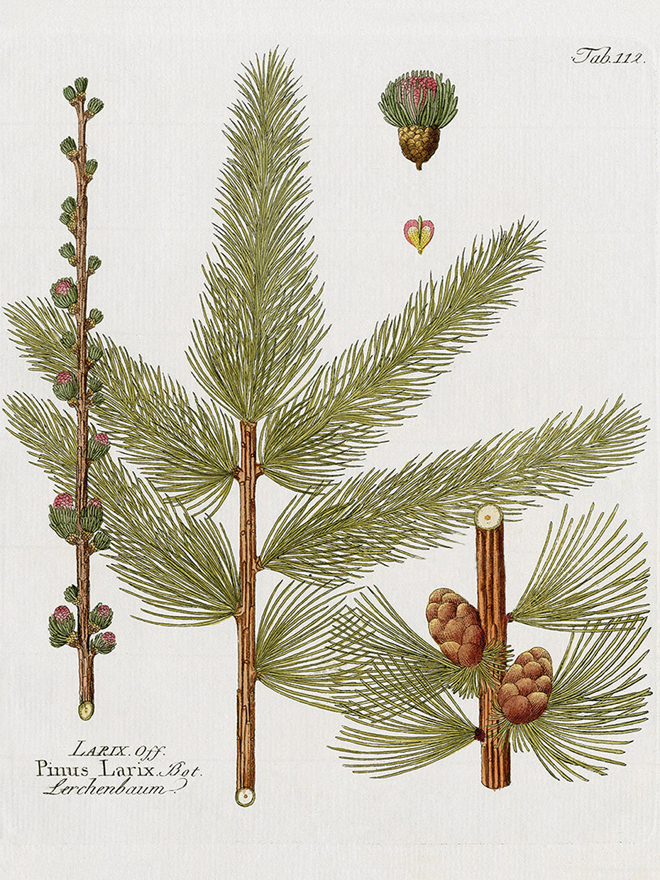 Botanical Larch