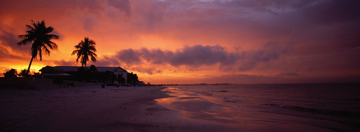 Silhouette of Palm Trees