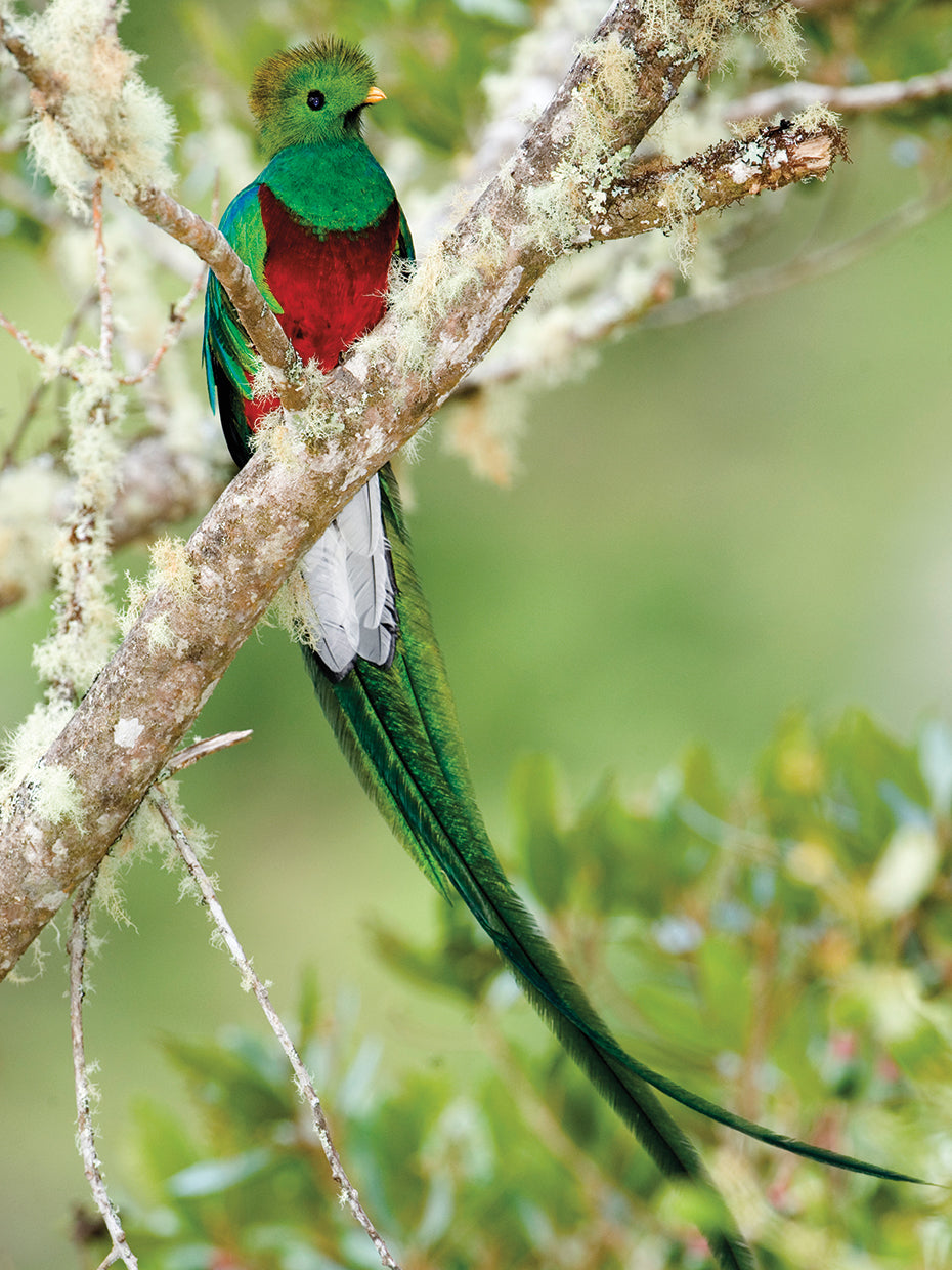Resplandeciente quetzal posado Lienzo