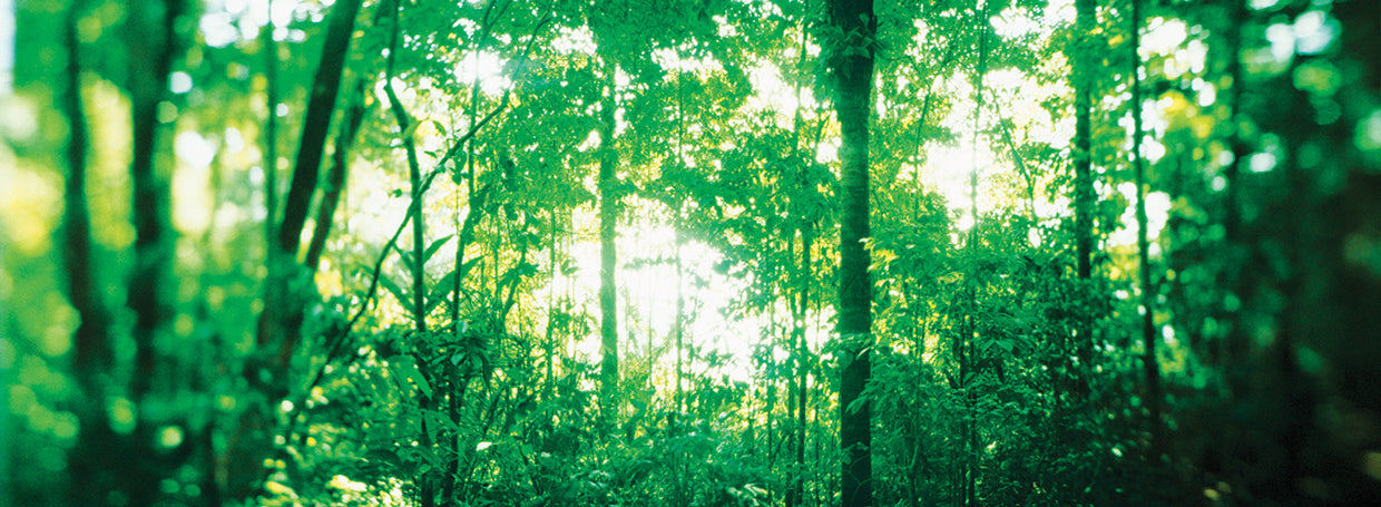 Selva tropical costarricense Lienzo