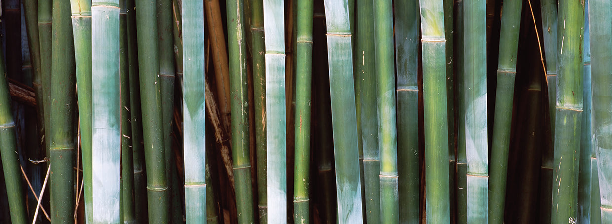 Close-up of Bamboos