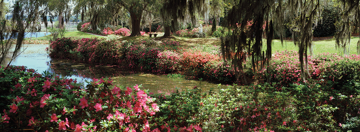 Azaleas en Charleston Lienzo