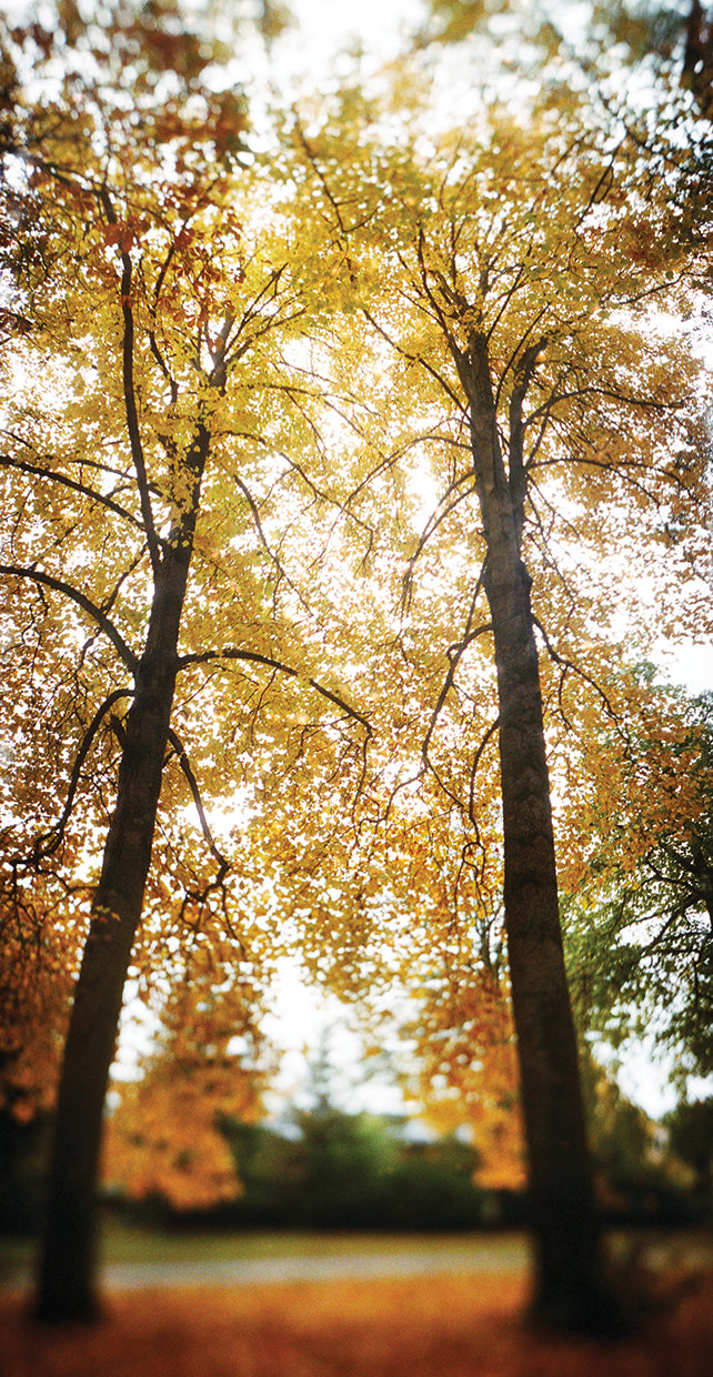 Autumn Trees in Seattle