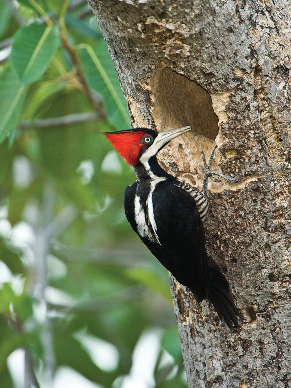 Crimson Crested Woodpecker