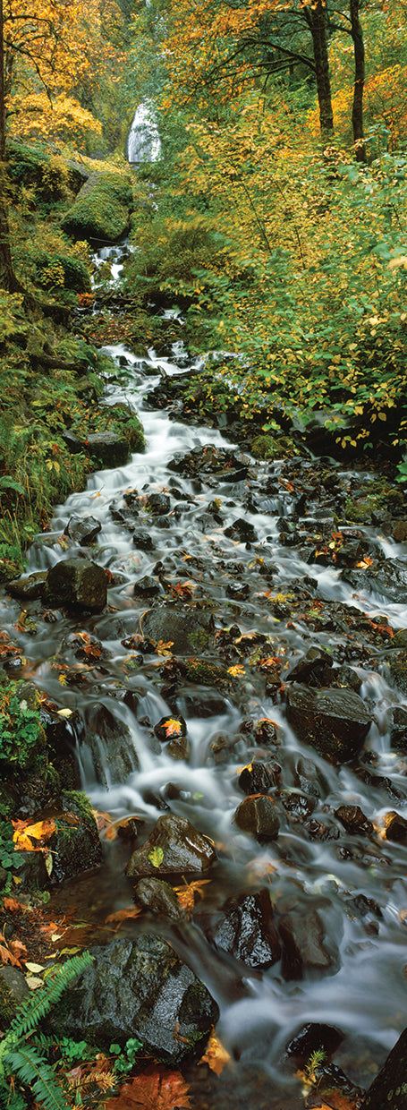 Waterfall in Oregon Forest
