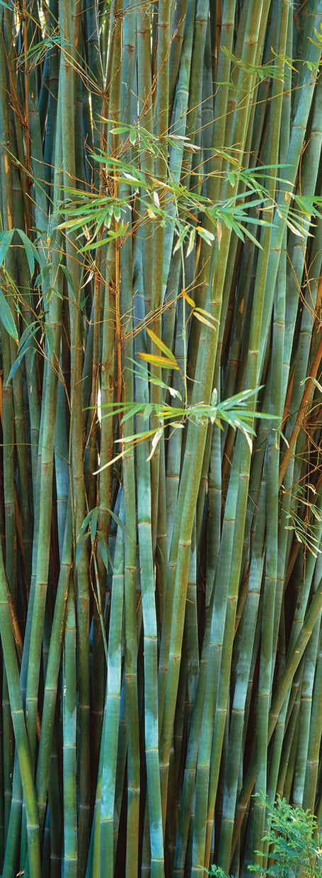 Bamboos in Gainesville, Florida