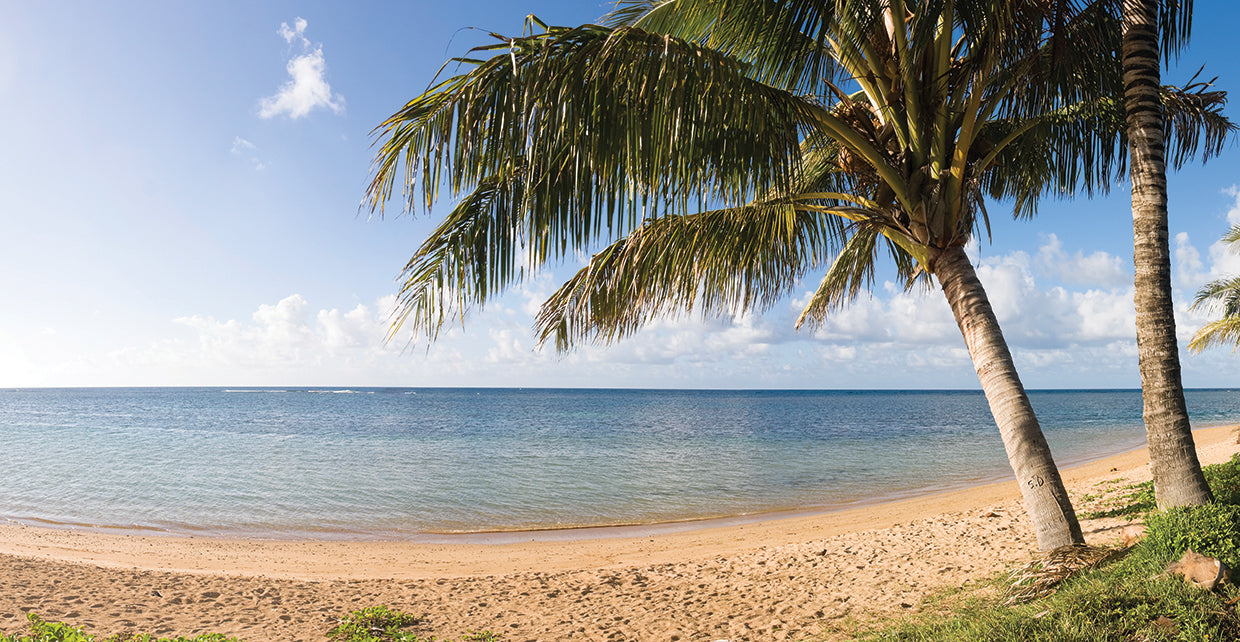 Palmeras en Kauai Lienzo