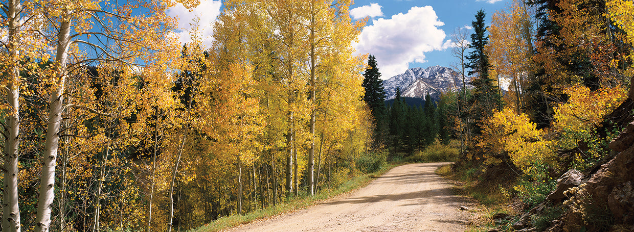 Aspen Trees in El Paso