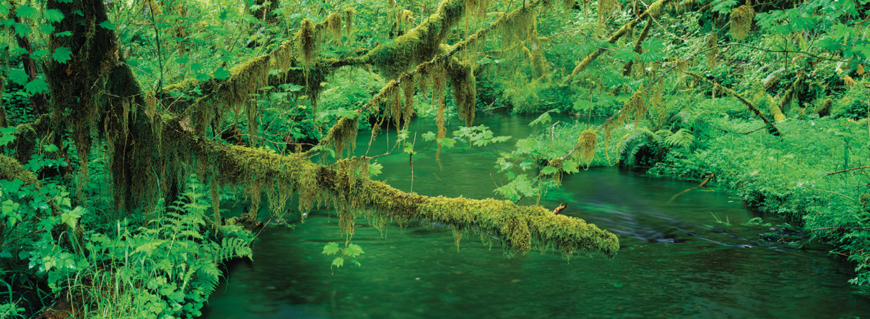 Stream in Hoh Rainforest