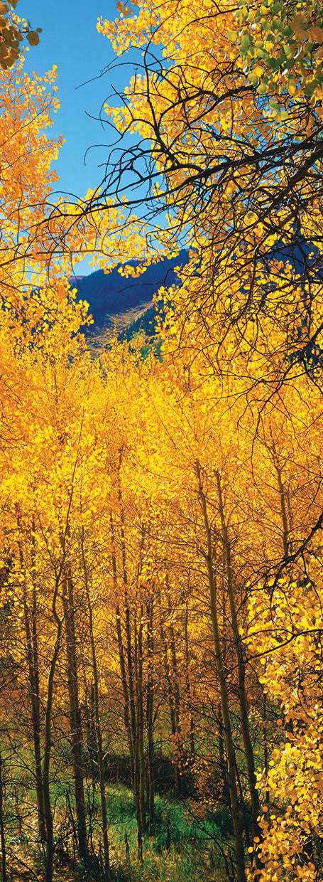 Yellow Colorado Aspen Trees