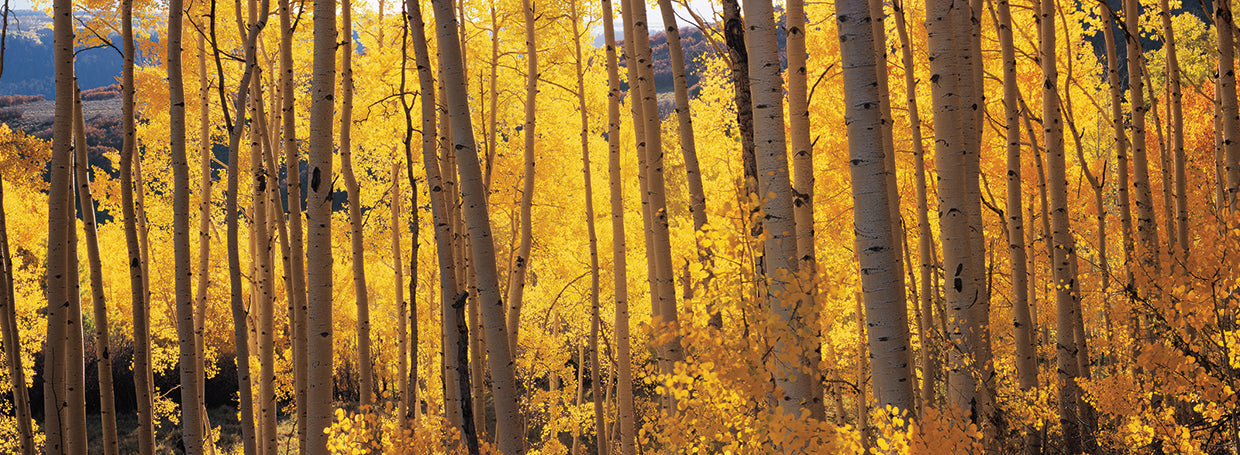 Aspen Trees in Autumn