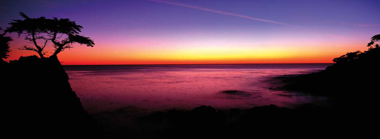 Lone Cypress Tree Silhouette