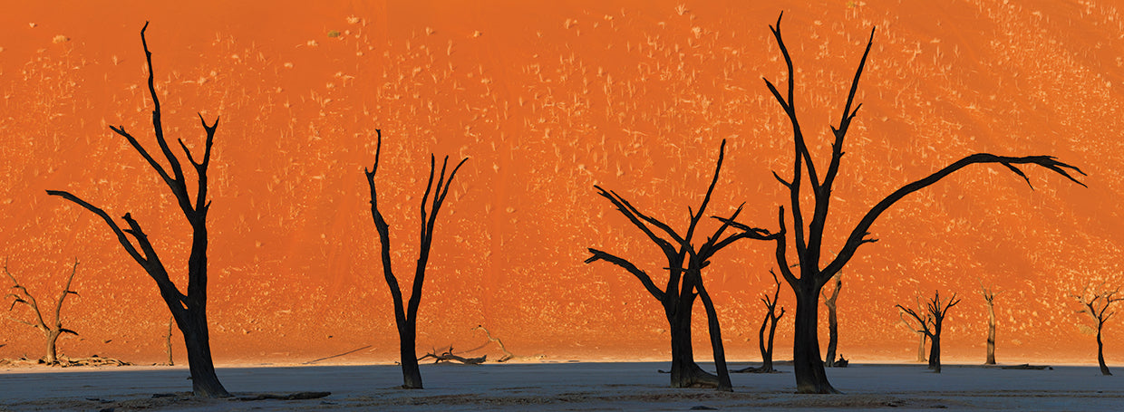 Dead Trees in Namibia