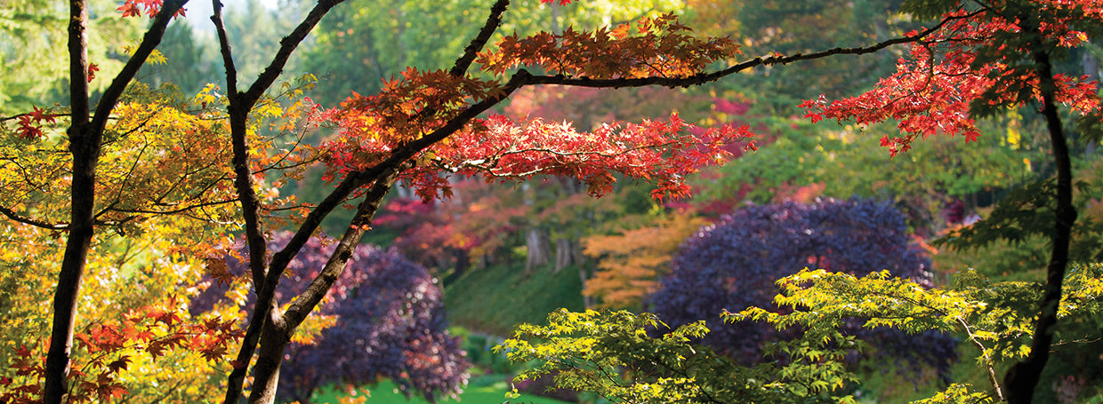 Trees at Butchart Gardens