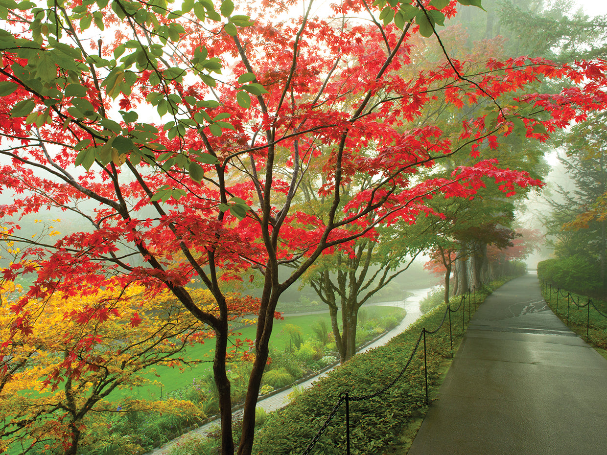 Trees Along The Path