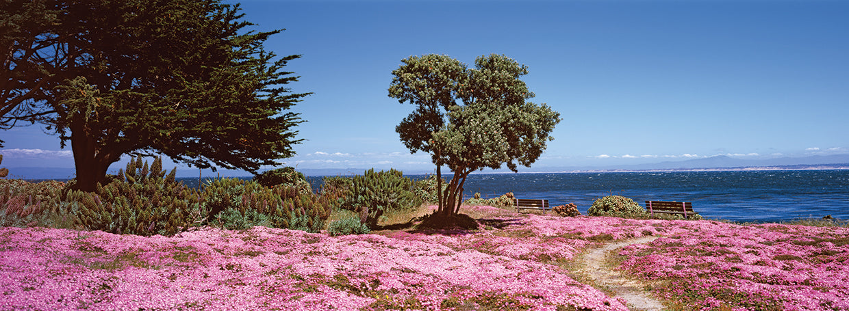 Flores en Pacific Grove Lienzo