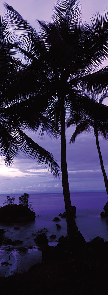 Columbian Palm Trees