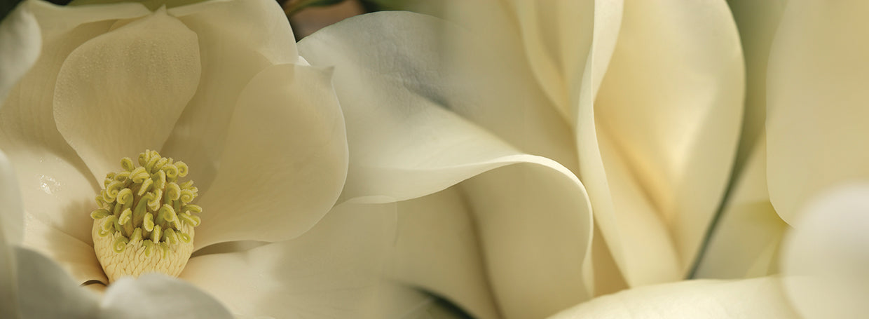 Flores de magnolia de cerca Lienzo