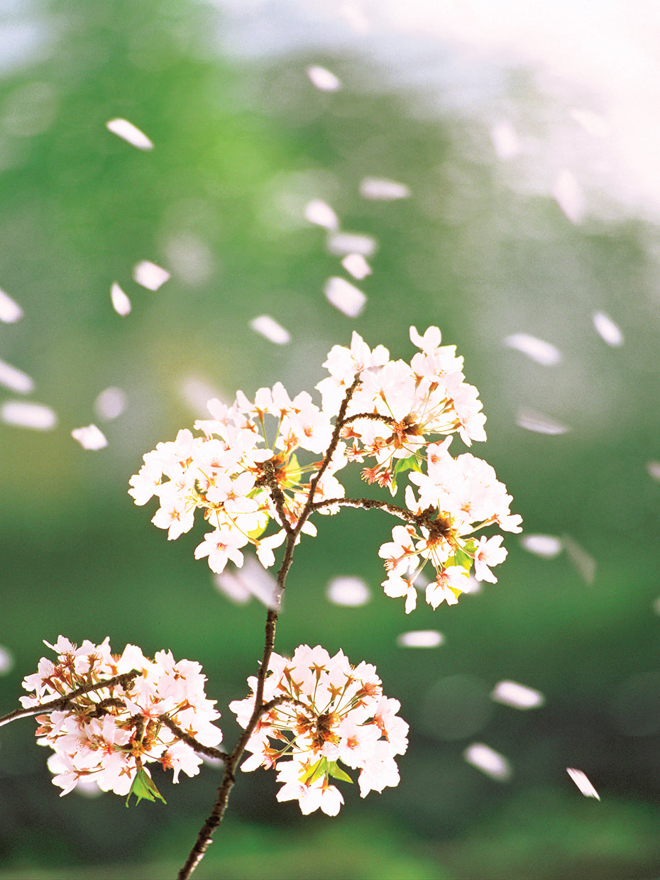 Pétalos de flores flotantes Lienzo