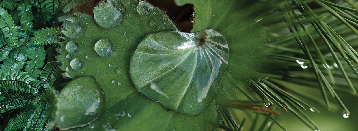 Water Droplet on Leaf