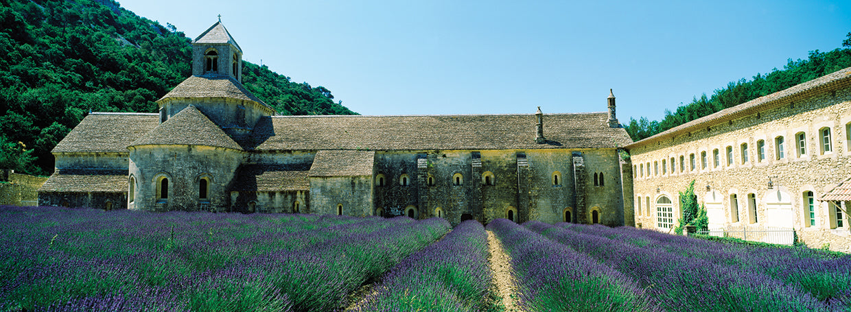 French Abbey's Lavender Field