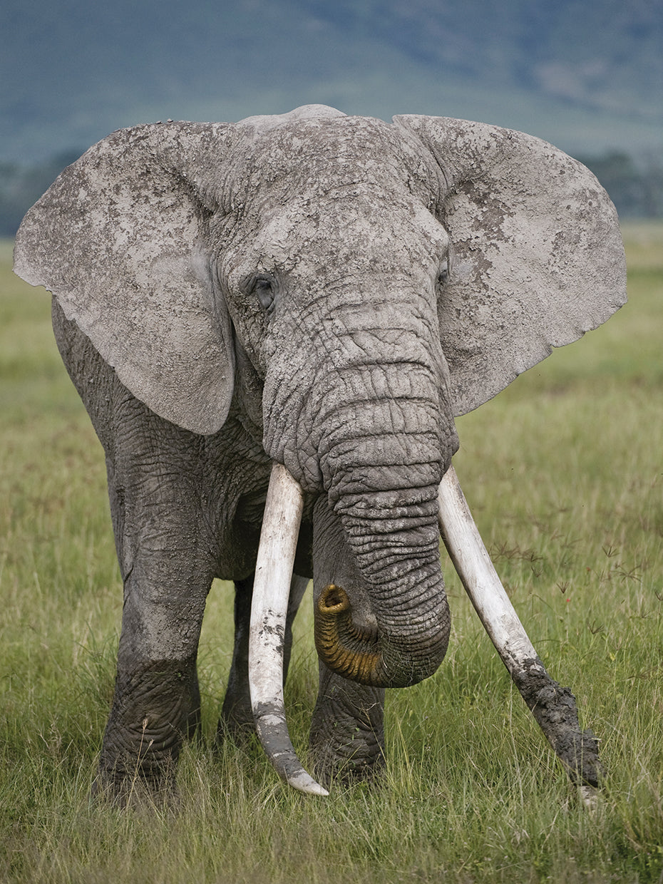 Elephant Roaming In Tanzania