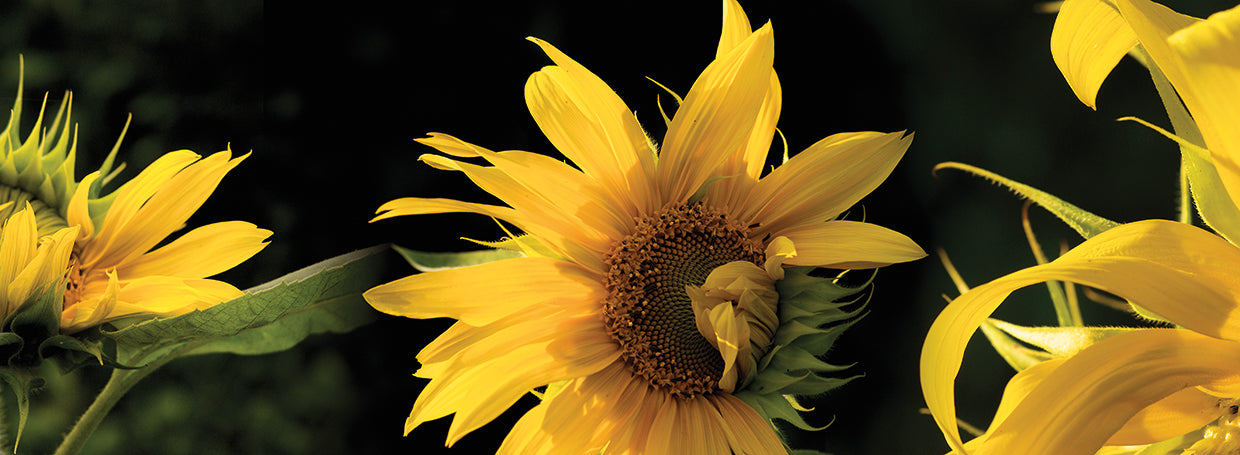 Tres hermosos girasoles Lienzo