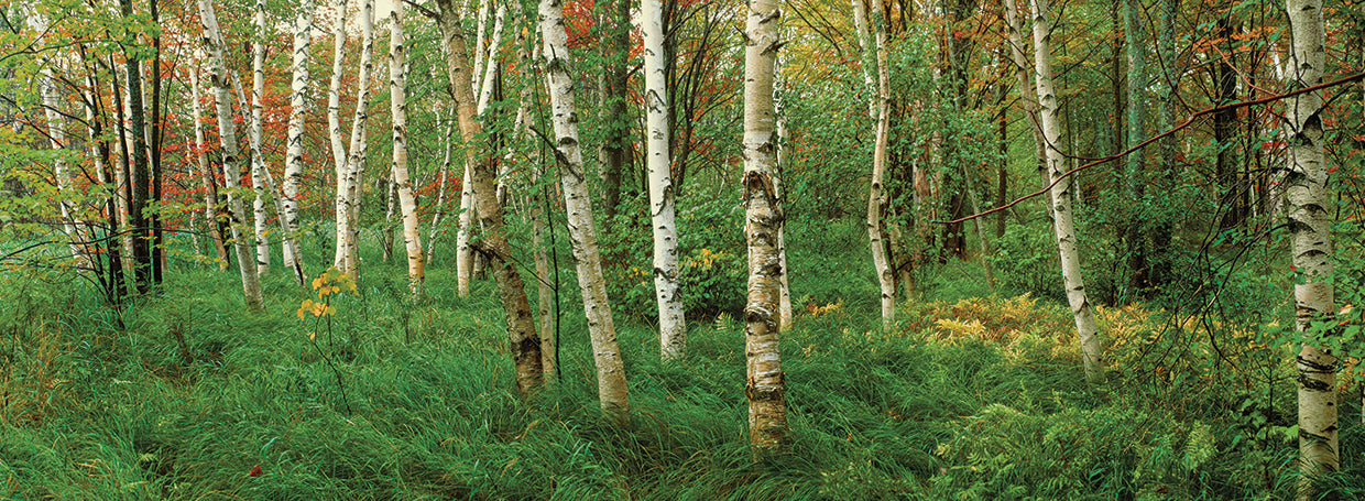Acadia White Birches