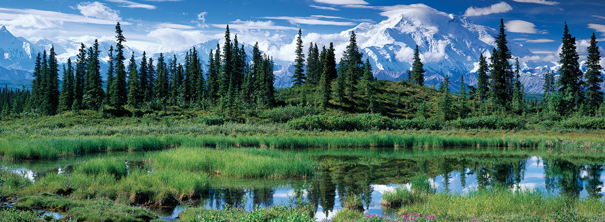 Denali Trees in the Sun