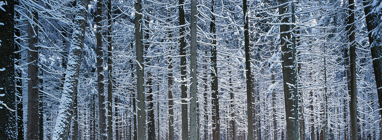 German Winter Trees