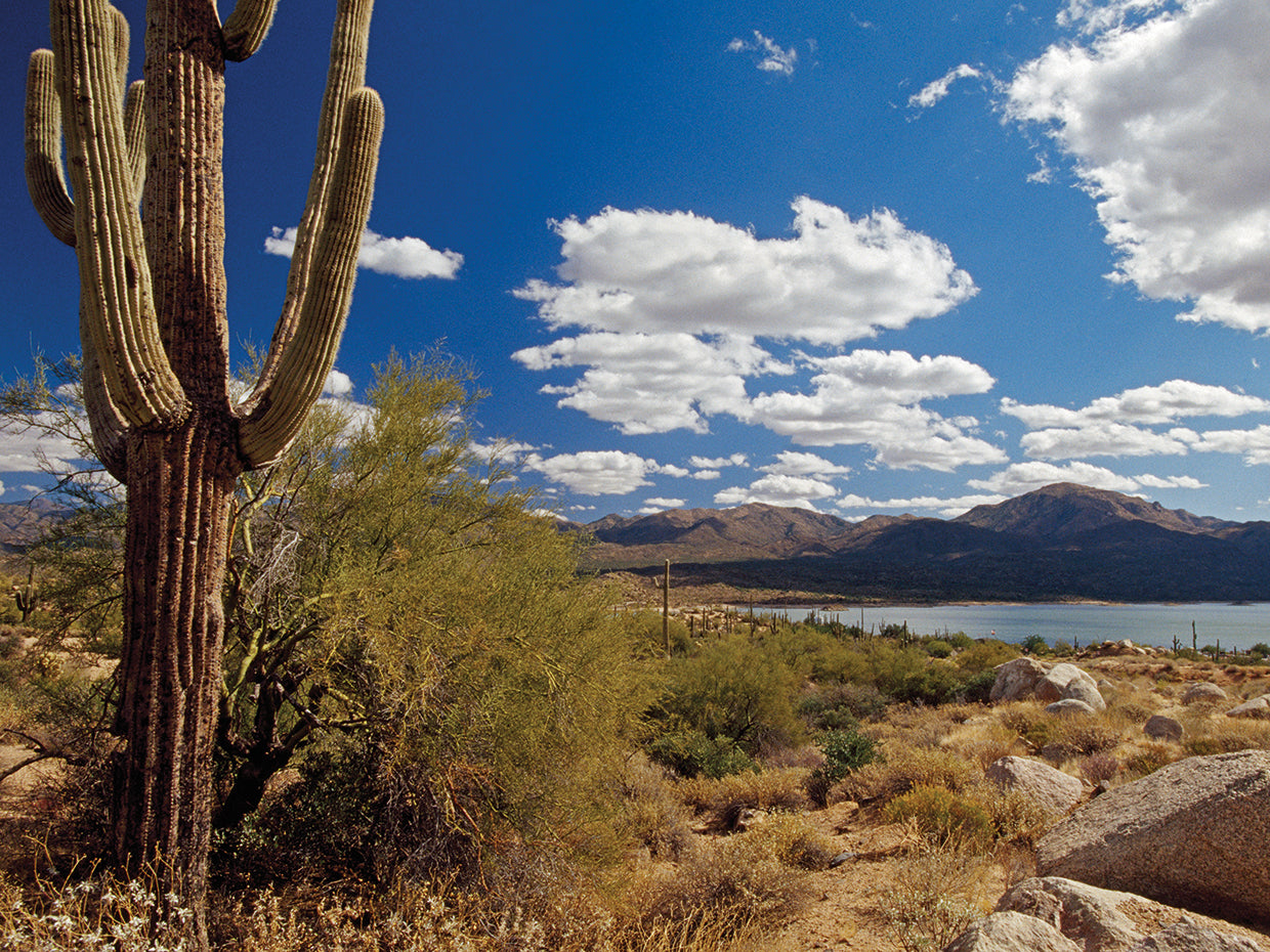 Saguaro at Bartlett Lake