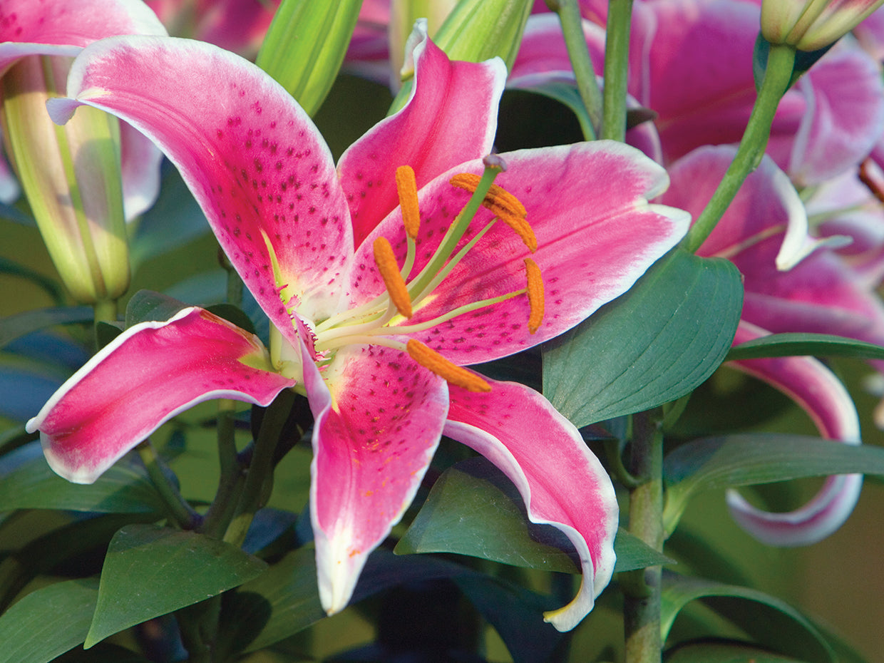 Stargazer Lily Flowers