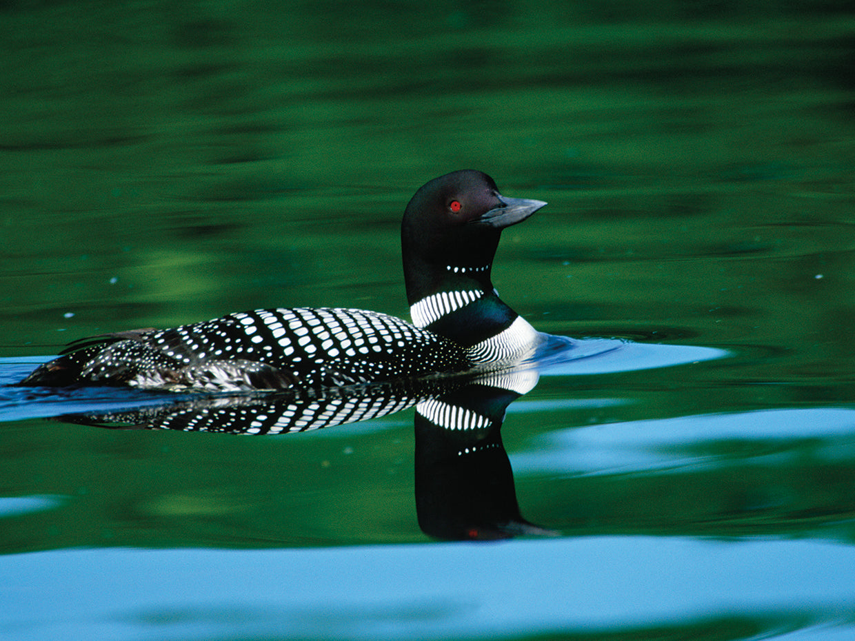 Common Loon Floating