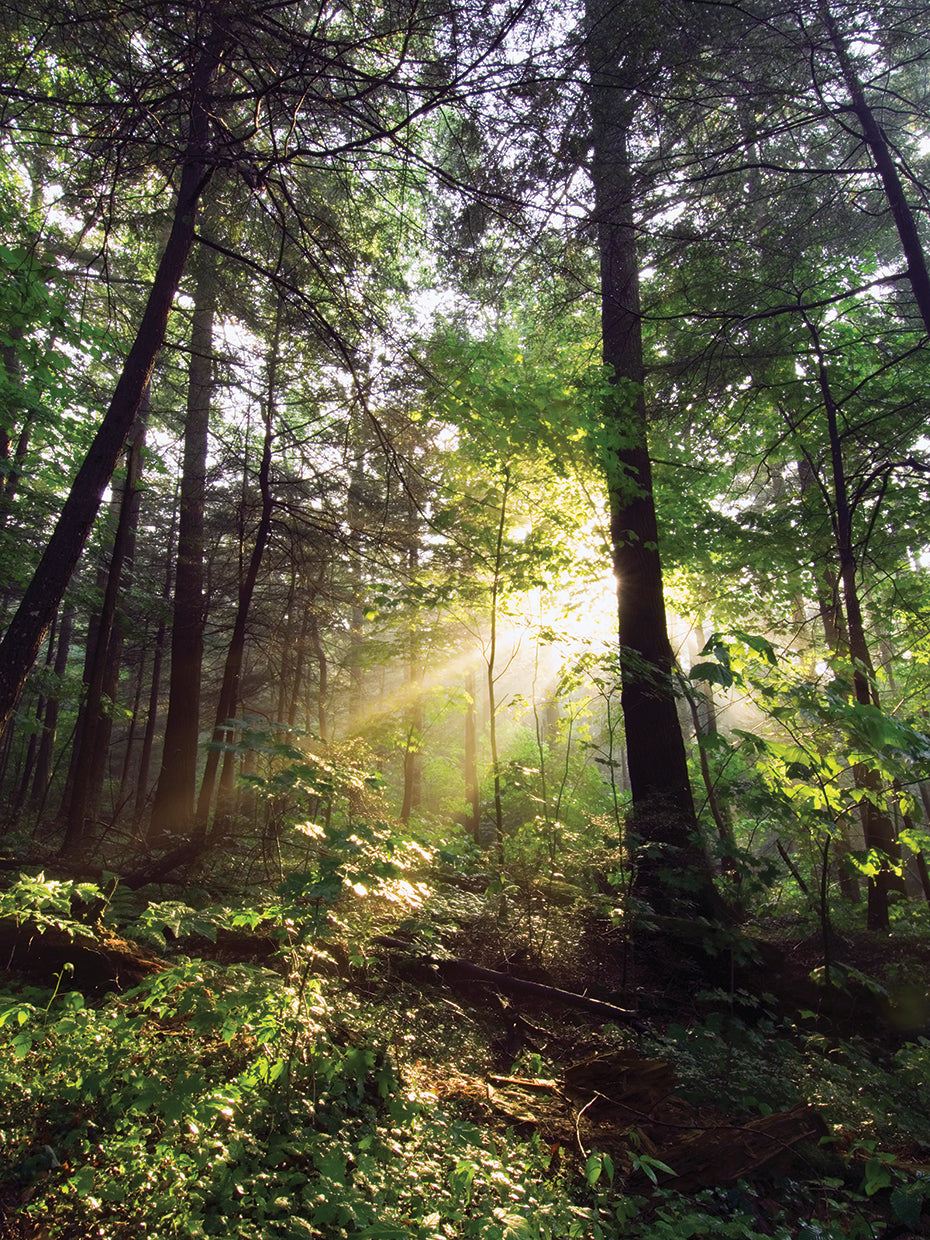 Sunbeams in Dense Forest