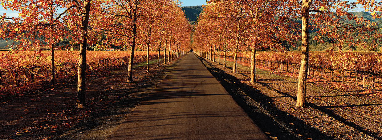 Vineyards along the Road
