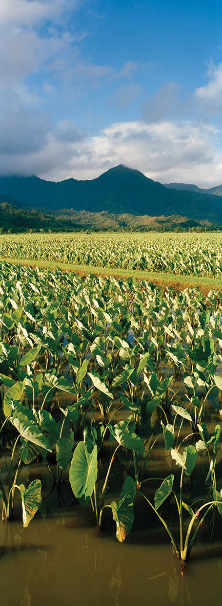 Cosecha de taro en Kauai Lienzo