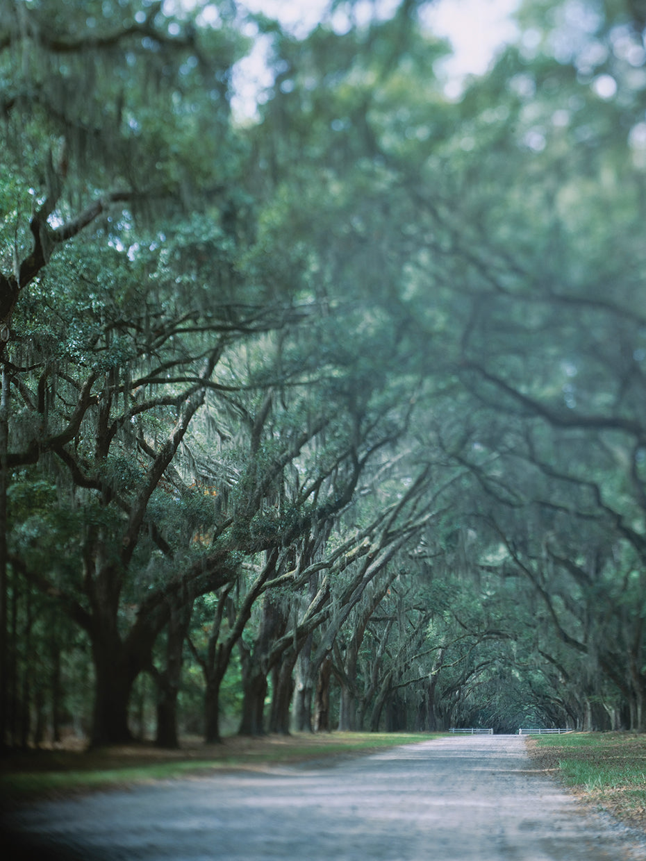 Savannah Georgia Road