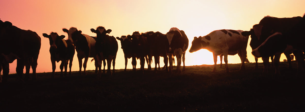 Cows at Sunset