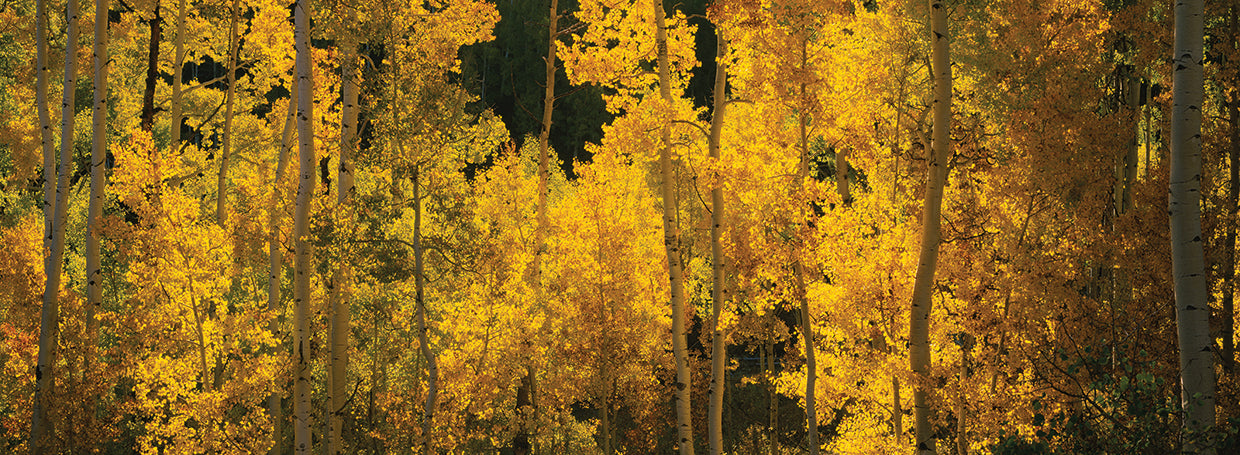 Telluride Aspens